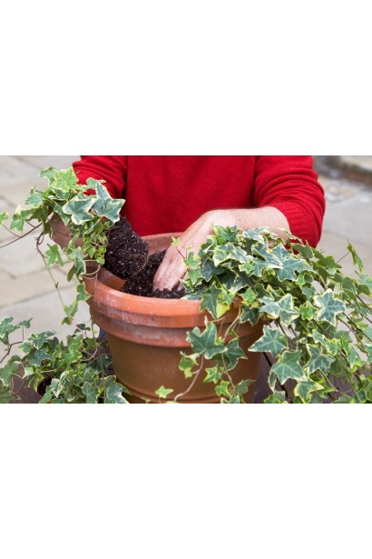 Плющ звичайний строкатий жовто-зелений